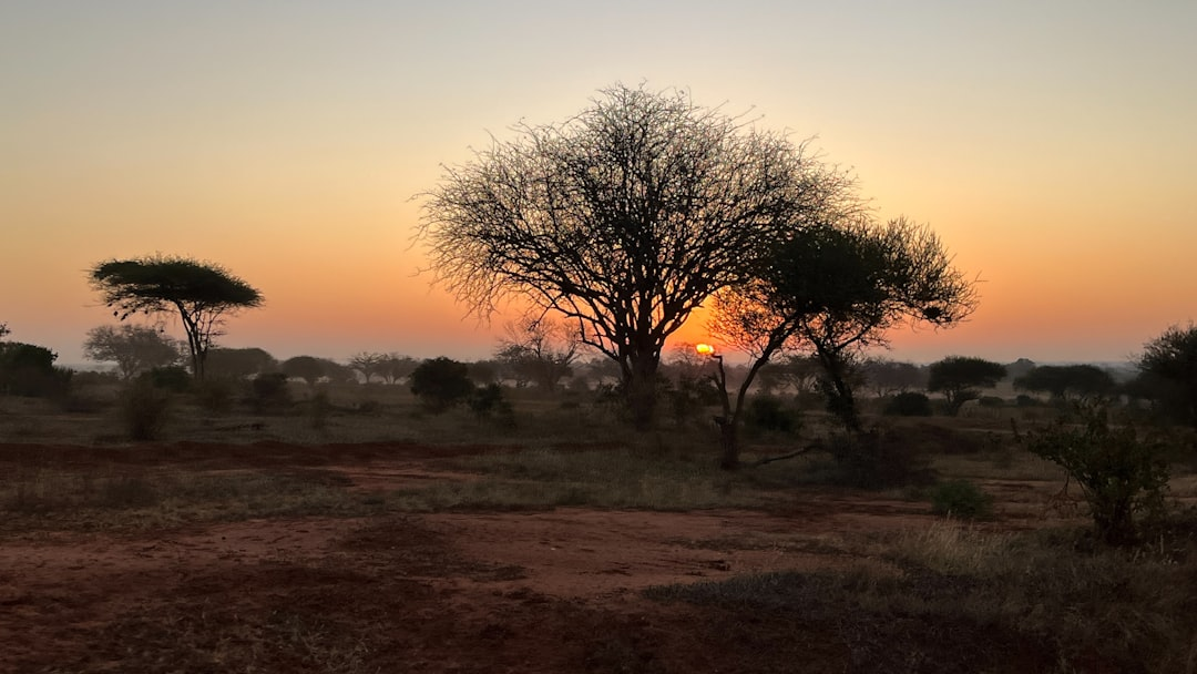Romantic candlelit bush dinner table under acacia tree during twilight on luxury African safari