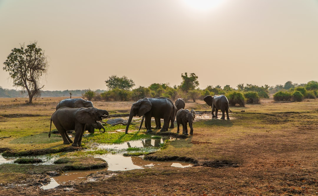 Luxury African safari lodge deck overlooking elephants at waterhole during golden hour sunset