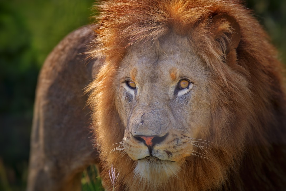 Close-up of majestic male lion with full mane during golden hour on African safari