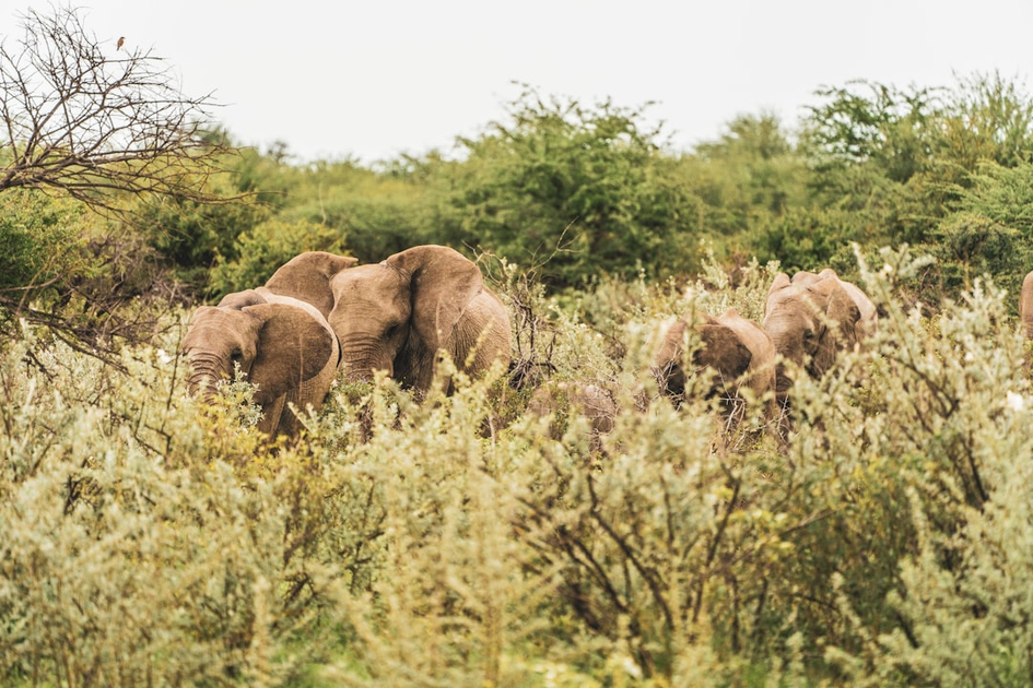 Professional safari guide teaching tracking skills to guests during luxury African safari experience